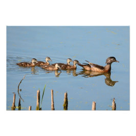 Baby Enten in Folge von Mutter Fotodruck