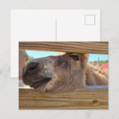 Baby Esel Postkarte (Vorne/Hinten)