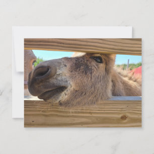 Baby Esel Postkarte