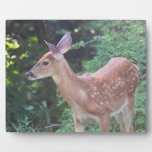 Baby Fawn - White Schwanz Deer Fotoplatte