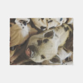 Baby-Ferkel in einer Decke (Vorderseite (Horizontal))