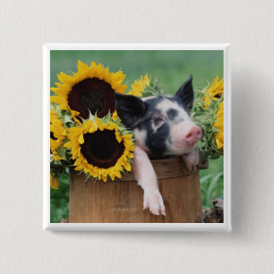 Baby-Ferkel-Schwein Button