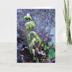 "Baby Ferns" Foto von Faulpelzen im Frühjahr Karte
