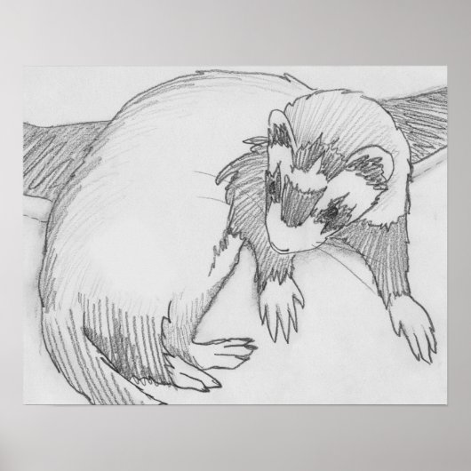 "Baby" Ferret Zeichnend Poster (Vorne)