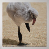 Baby Flamingo Poster (Vorne)