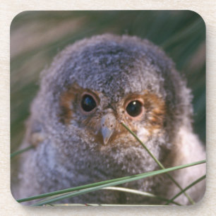Baby Flammulated Owl Getränkeuntersetzer