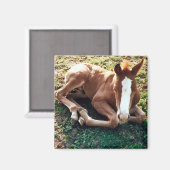 Baby foal Magnet Horse (Vorderseite/Rückseite)