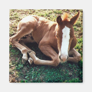 Baby foal Magnet Horse