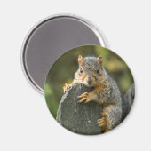 Baby Fox Eichhörnchen Magnet (Vorderseite/Rückseite)