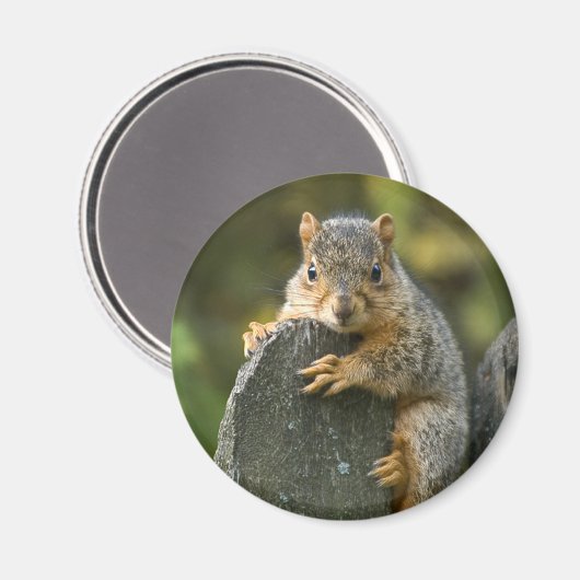 Baby Fox Eichhörnchen Magnet (Vorderseite/Rückseite)