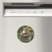 Baby Fox Eichhörnchen Magnet (In Situ (Geschirrspüler))