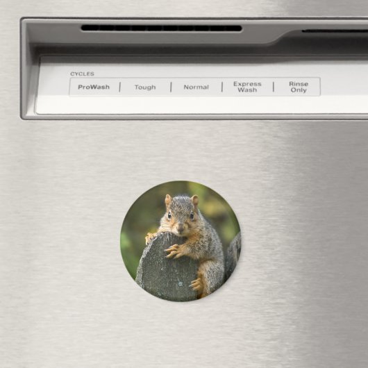 Baby Fox Eichhörnchen Magnet (In Situ (Geschirrspüler))