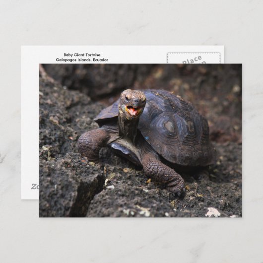 Baby Galapagos Giant Tortoise Postkarte (Vorne/Hinten)