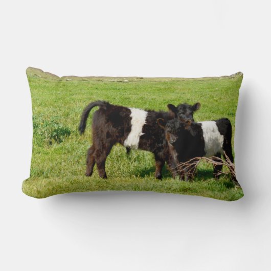 Baby Galloway Calves, Lumbar Cushion Lendenkissen (Vorderseite)