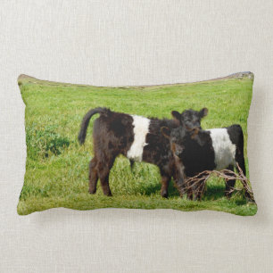 Baby Galloway Calves, Lumbar Cushion Lendenkissen