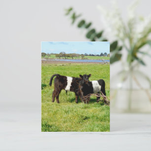 Baby Galloway Calves, Postcard Postkarte