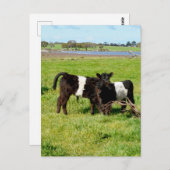 Baby Galloway Calves, Postcard Postkarte (Vorne/Hinten)