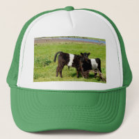 Baby Galloway Calves, Truckers Hat