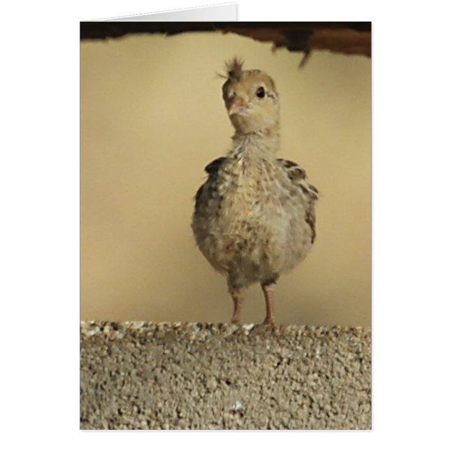Baby Gambel's Quail (Vorne)