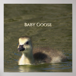 Baby-Gans-Foto-Poster Poster