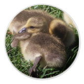 Baby-Gänsegoslings-Vogel-Tier-Tier-Griff Keramikknauf (Vorderseite)