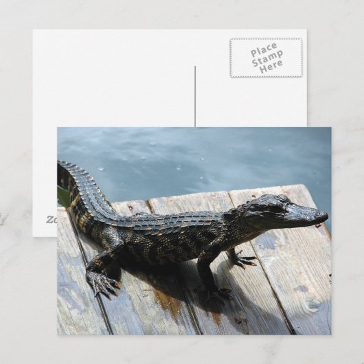 Baby Gator Postkarte (Vorne/Hinten)