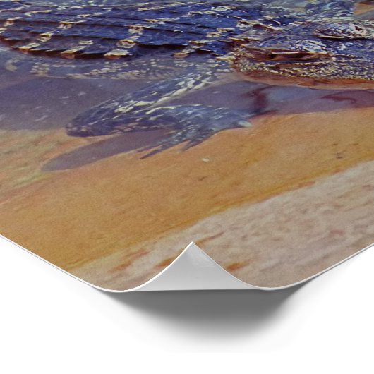 Baby Gators Poster (Ecke)