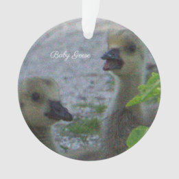 Baby Geese Foto Ornament