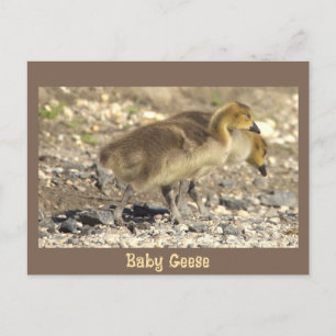 Baby Geese Foto Postcard Postkarte