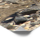 Baby Geese Foto Poster (Ecke)