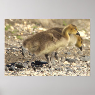 Baby Geese Foto Poster