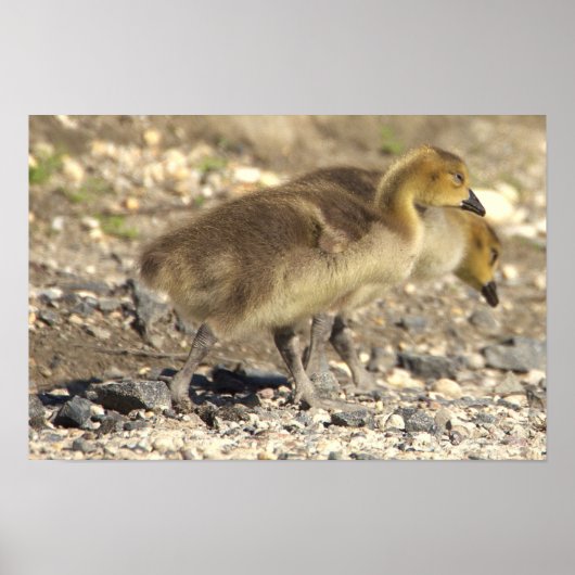 Baby Geese Foto Poster (Vorne)