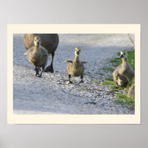 Baby Geese Foto Poster
