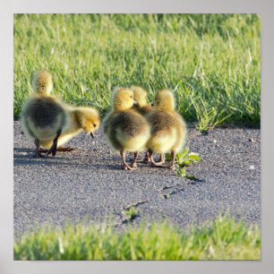 Baby Geese Foto Poster
