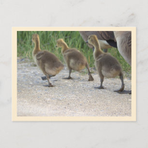Baby Geese Postcard Postkarte
