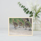 Baby Geese Postcard Postkarte (Stehend Vorderseite)