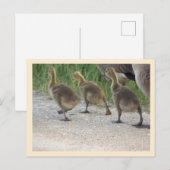 Baby Geese Postcard Postkarte (Vorne/Hinten)