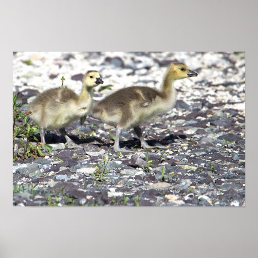 Baby Geese Poster (Vorne)