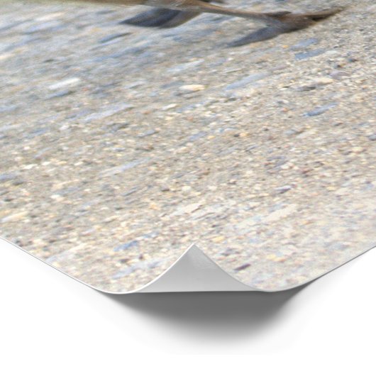 Baby Geese Poster (Ecke)