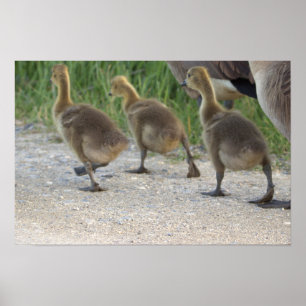 Baby Geese Poster