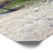 Baby Geese Poster (Ecke)