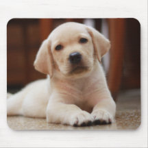 Baby-gelbes Labrador-Hündchen, das auf Bauch legt