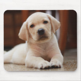 Baby-gelbes Labrador-Hündchen, das auf Bauch legt Mousepad