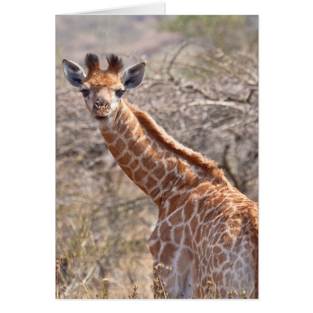 Baby Giraffe (Vorne)
