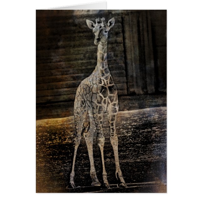 Baby Giraffe (Vorne)