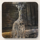 Baby Giraffe Getränkeuntersetzer (Vorderseite)