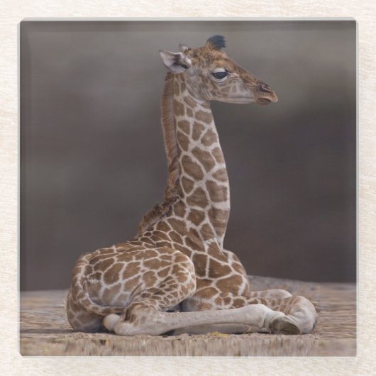 Baby Giraffe Glass Untersetzer (Vorderseite)