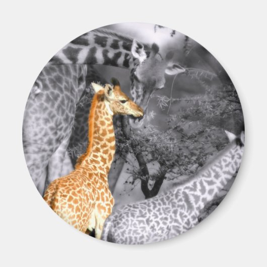 Baby Giraffe Magnet (Vorne)