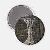 Baby Giraffe Magnet (Vorderseite/Rückseite)