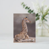 Baby Giraffe Postcard Postkarte (Stehend Vorderseite)